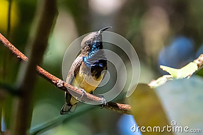 Olive-backed sunbird or Nectarinia jugularis Stock Photo