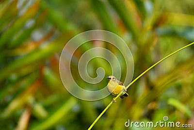 Olive Backed Sunbird in the wild Stock Photo