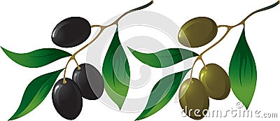 Olive branch Vector Illustration