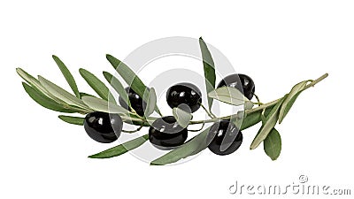 Olive branch with black olives on white background Stock Photo