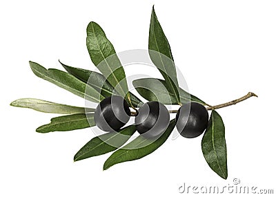 Olive branch and black olives on white background Stock Photo