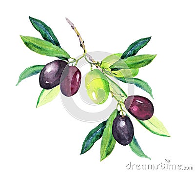 Olive branch - green, black olives. Watercolor Stock Photo