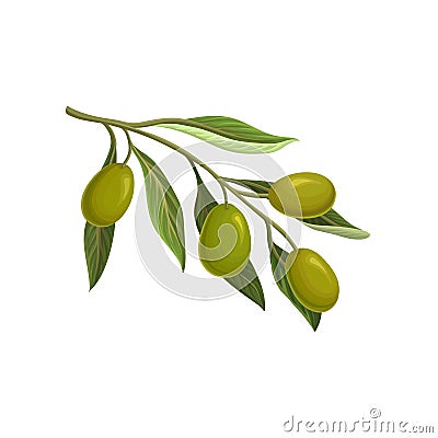 Olive branch with green olives vector Illustratio Vector Illustration