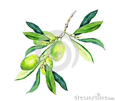 Olive branch - green olives. Watercolor Stock Photo