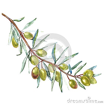 Olive branch with green olives on a white background isolated. Watercolor illustrations. Botanical elements for your Cartoon Illustration