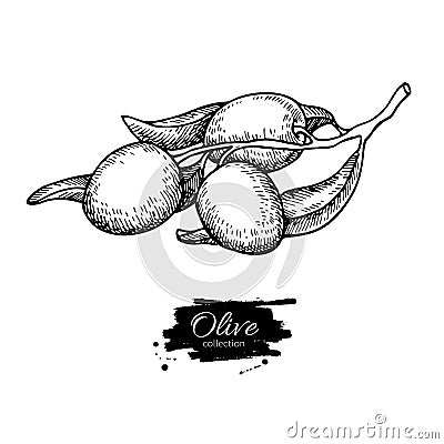 Olive branch. Hand drawn vector illustration. Isolated drawing on white background. Engraved plant Vector Illustration