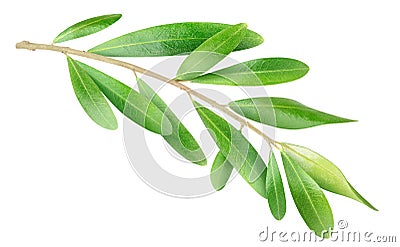 Olive branch Stock Photo