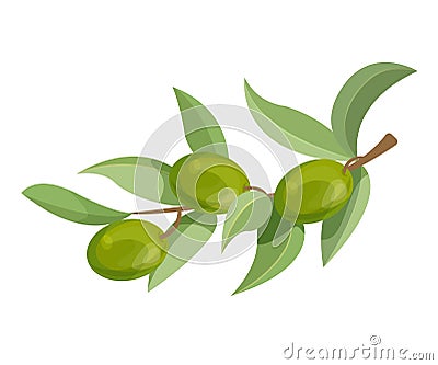 Olive branch with leaves and olives. Fruits fresh, organic pure. Vector Illustration