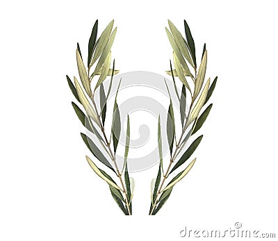 Olive branch Stock Photo