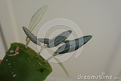 olive branches in aloe vera to reproduce them by cuttings. man holding olive tree branches Stock Photo