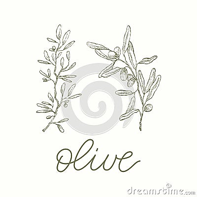 Olive Branches. Inscription Vector Illustration