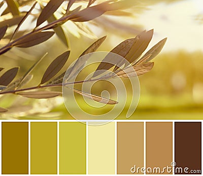 Olive branches in the sunset light and a palette of color combinations Stock Photo