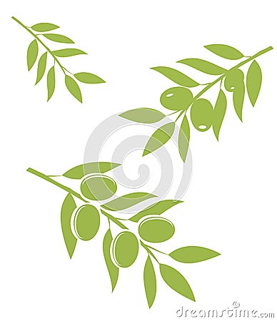 Olive Branches Vector Vector Illustration