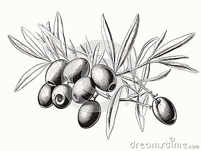 Olive brunch in engraving style element in hand-drawn style Vector Illustration