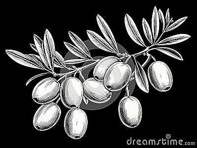 Olive brunch in engraving style element in hand-drawn style Vector Illustration