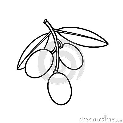 Olives branch outline illustration on white background Cartoon Illustration