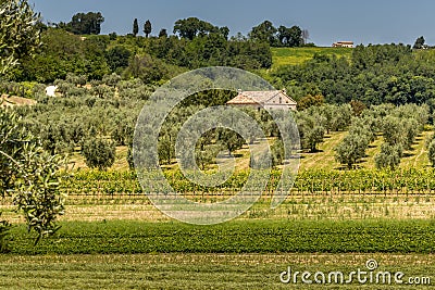 An Olive Farm with a Stone Farmhouse Stock Photo