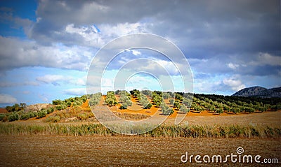 Olive fields, Andalusia, Spain Stock Photo