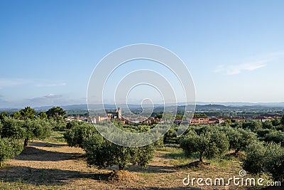 Olive fields with a village with a church in the background Stock Photo