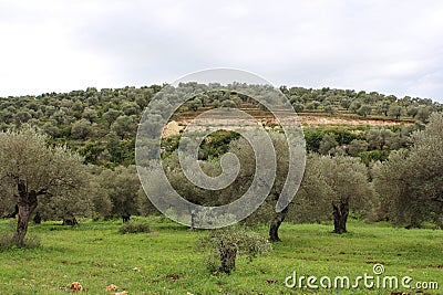 olive fields Stock Photo