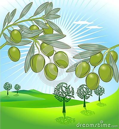 Olive and freshly olives Vector Illustration