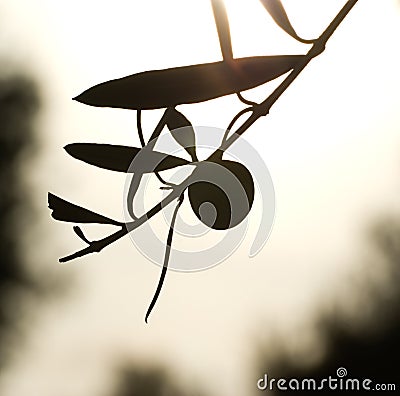 Olive fruit and leaves silhouette Stock Photo