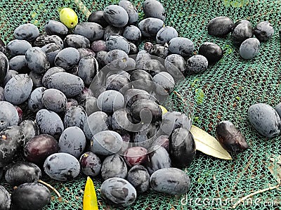 The olive fruit (Olea europaea) Stock Photo