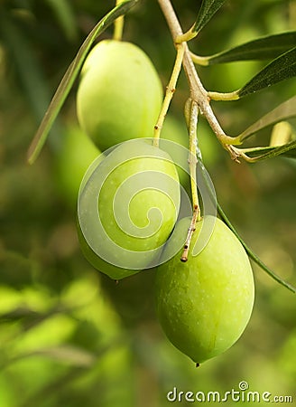 Olive fruit tree Stock Photo