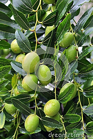 Olive fruit Stock Photo