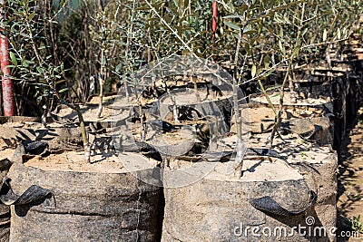 Olive grafted plants in growbags at plant nursery Stock Photo