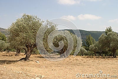 Olive grove Stock Photo