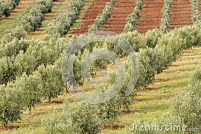 Olive grove Stock Photo