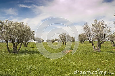Olive grove Stock Photo