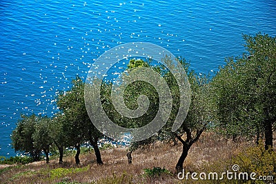 Olive grove Stock Photo