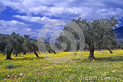 Olive grove Stock Photo