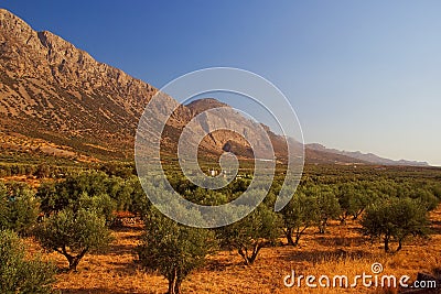 Olive grove Stock Photo