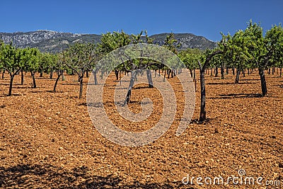 Olive Grove, Mallorca. Stock Photo