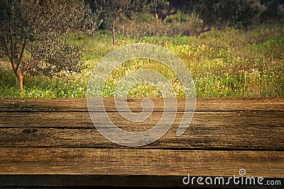 Olive grove with wood table Stock Photo