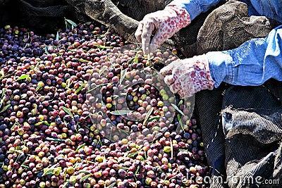 Olive harvest Stock Photo