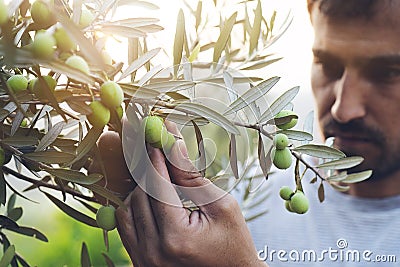 Olive harvest. Hands working. Young farmer Stock Photo