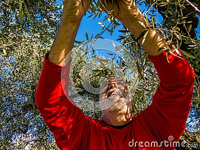 Olive harvest Stock Photo