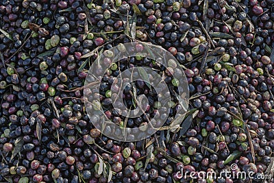 Olive harvest in Morocco for organic olive oil production Stock Photo