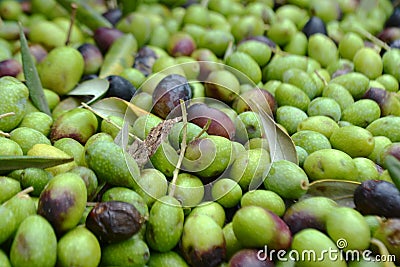 Olive harvest in Tuscany Stock Photo