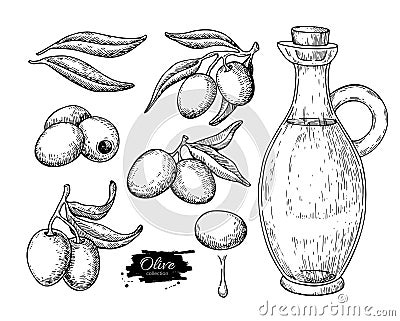 Olive oil bottle and olive branch. Vector Hand drawn illustration. Glass pitcher and food engraving isolated Vector Illustration