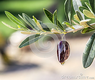 Olive oil drops from the olive berry. Stock Photo