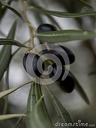 Olive picking, cornicabra variety Stock Photo
