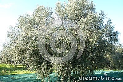 Olive picking Stock Photo