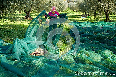 Olive picking Stock Photo