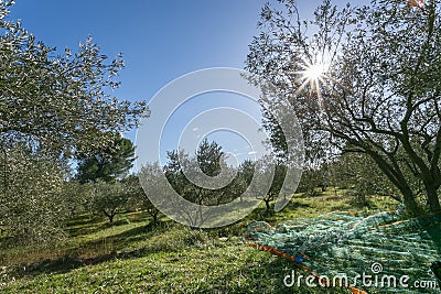 Olive picking for olive oil production? Olive tree orchard in Provence. Stock Photo
