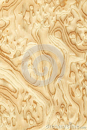 Olive's root sawing (wood texture) Stock Photo